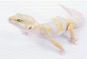 AlbinoGecko