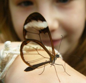 glasswingbutterfly
